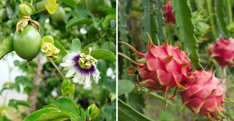 passionfruit and dragon fruit