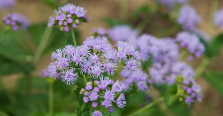 Texas Gardeners Can Count On These 7 Perennials For Partial Sun Color