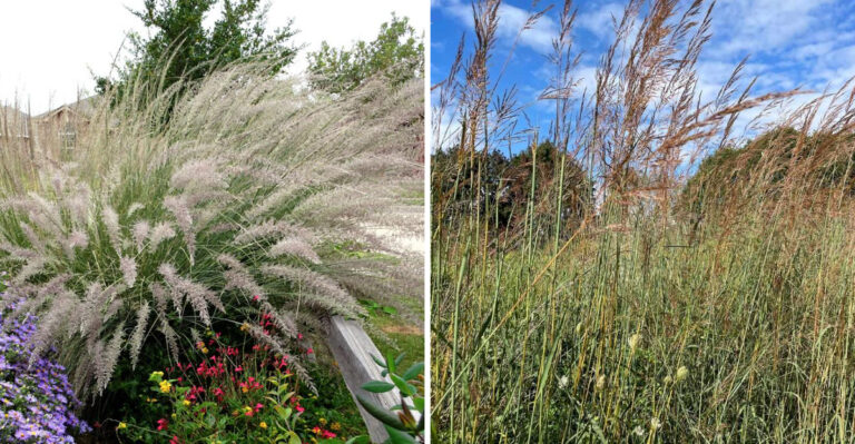 Texas Gardeners Can Skip The Invasive Pampas Grass And Grow These Native Beauties Instead