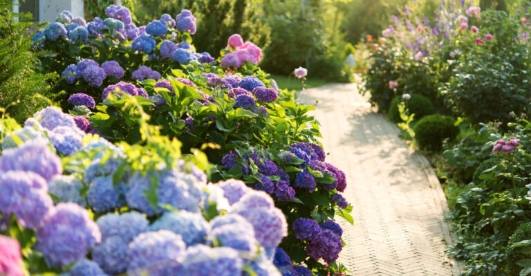 Texas Gardeners May See More Hydrangea Blooms By Following These 8 Tips