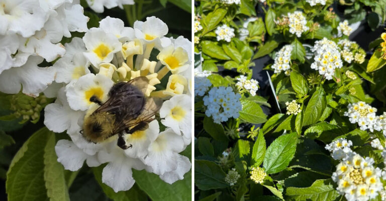 Texas Gardeners Use This White Flowering Plant For Heat-Proof Container Style