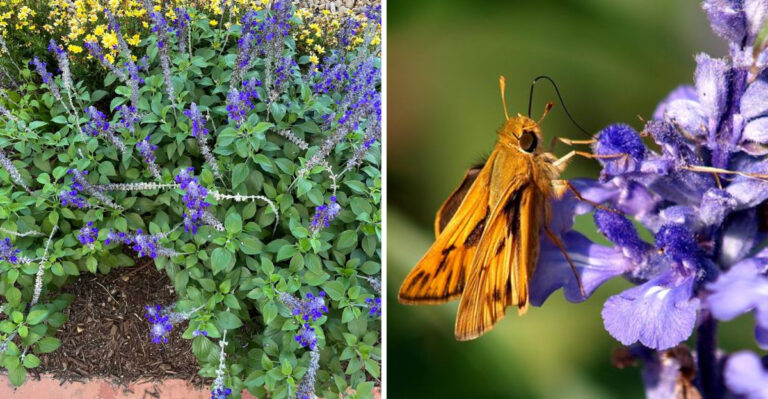 Texas Gardeners Wanting Reliable Purple Blooms Should Start With This Native Plant