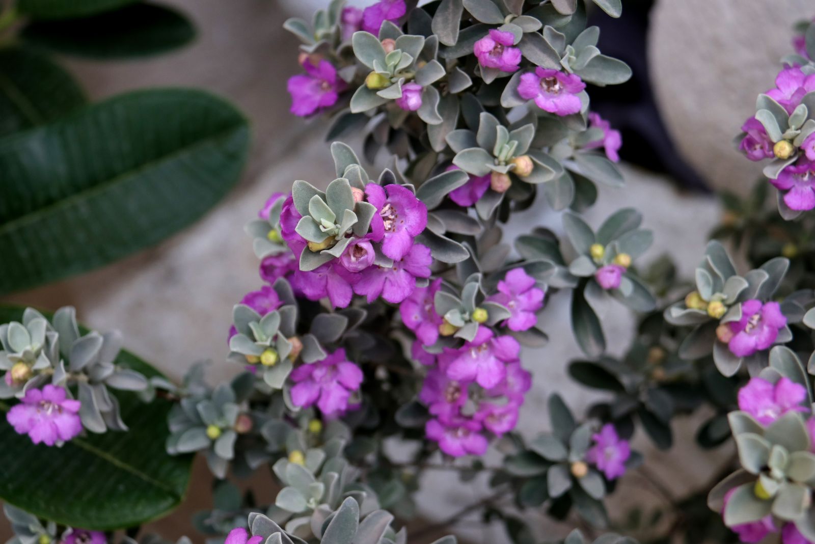 texas sage