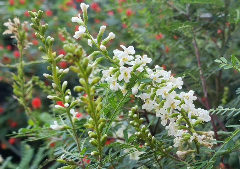 Texas Kidneywood For A Light Airy Border Texas Kidneywood For A Light Airy Border