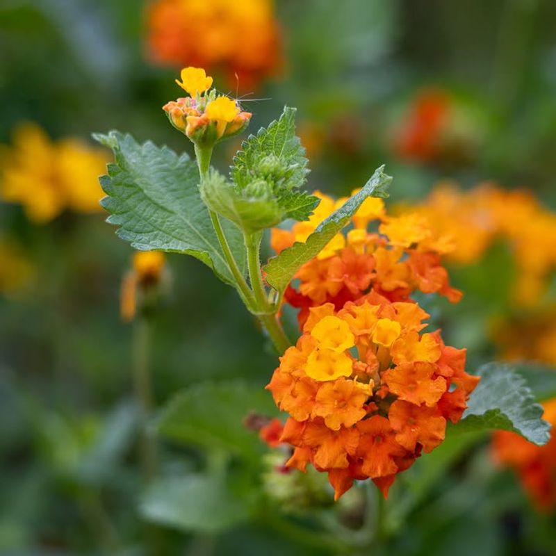 Texas Lantana Texas Lantana