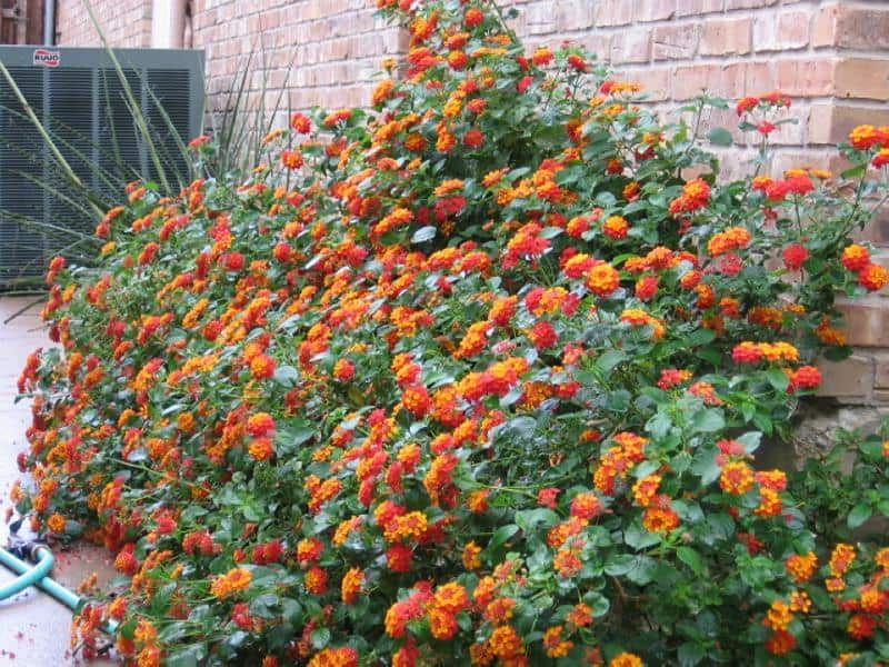 Texas Lantana For Hot Sunny Fence Lines Texas Lantana For Hot Sunny Fence Lines