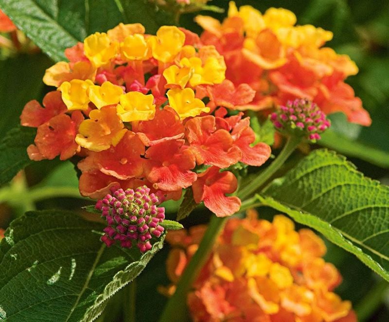 Texas Lantana Texas Lantana