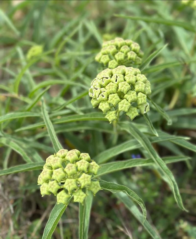 Texas Milkweed Looks Harmless But Be Careful