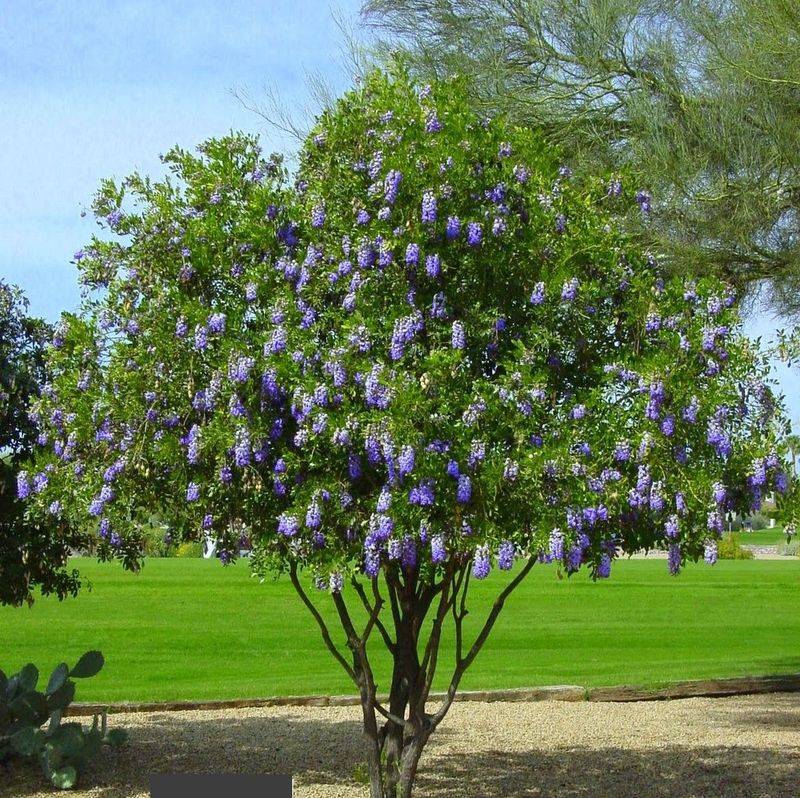 Texas Mountain Laurel Adds Evergreen Beauty And Spring Fragrance Texas Mountain Laurel Adds Evergreen Beauty And Spring Fragrance