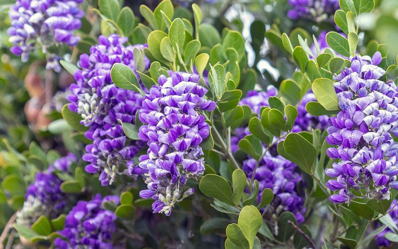 Texas Mountain Laurel Adds Fragrant Purple Flowers Texas Mountain Laurel Adds Fragrant Purple Flowers