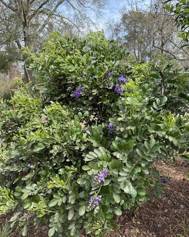 Texas Mountain Laurel For Tough Evergreen Structure Texas Mountain Laurel For Tough Evergreen Structure