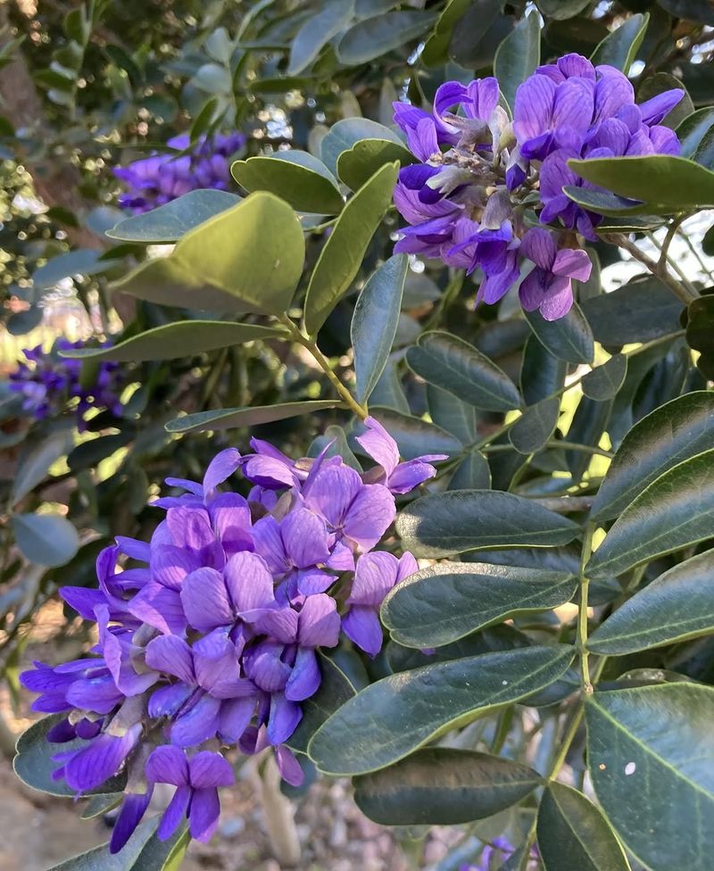 Texas Mountain Laurel Is Beautiful, Native, And Surprisingly Toxic