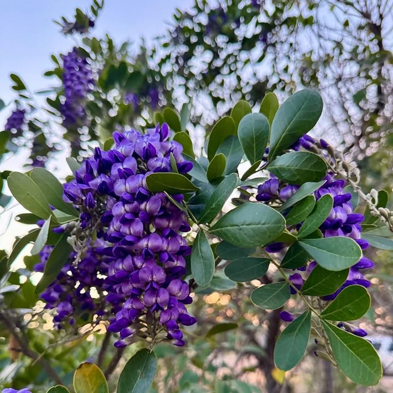 Texas Mountain Laurel (Sophora Secundiflora)