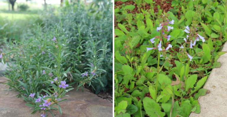 Texas Native Ground Covers That Replace Pine Straw And Look Better Through Every Season