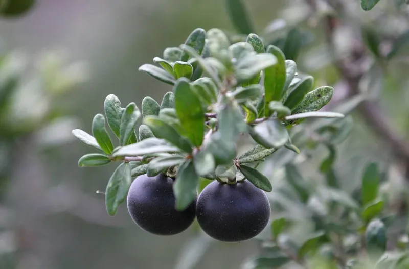 Texas Persimmon For Small-Tree Cover And Fruit Texas Persimmon For Small-Tree Cover And Fruit