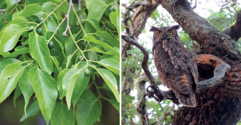 hackberry and owl on live oak