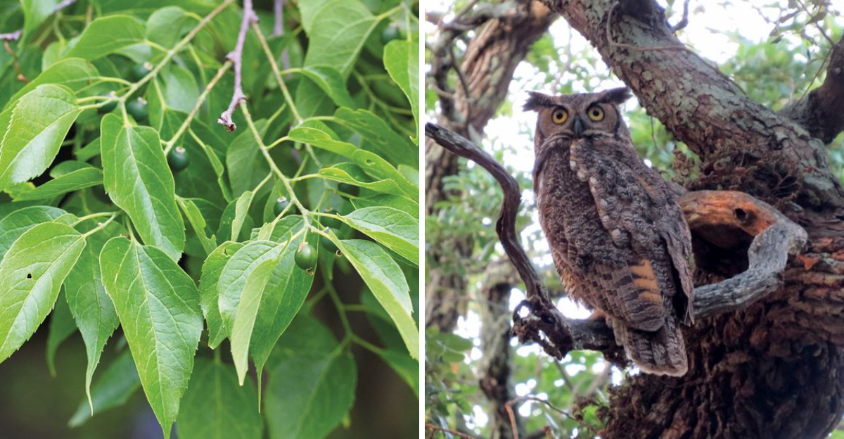 hackberry and owl on live oak