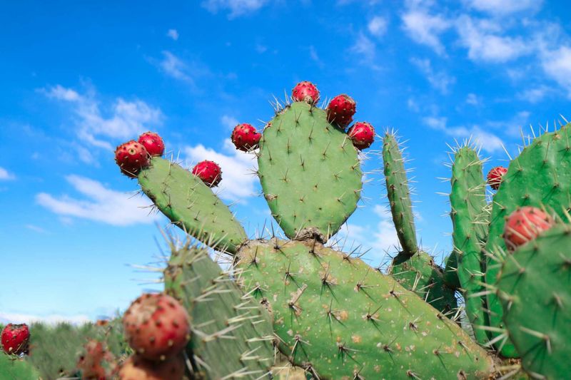 Texas Prickly Pear For Cactus Cover And Fruit Texas Prickly Pear For Cactus Cover And Fruit