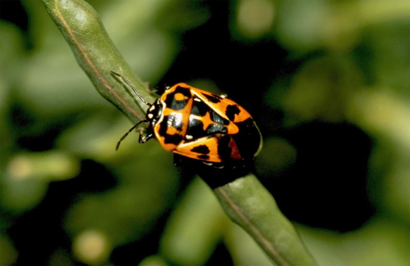 Texas Red Harlequin Bug (Murgantia Histrionica)