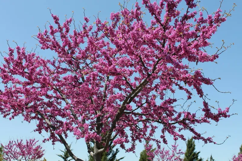 Texas Redbud Texas Redbud