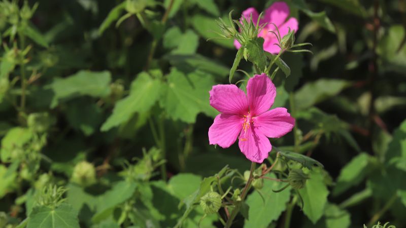 Texas Rock Rose (Pavonia Lasiopetala)