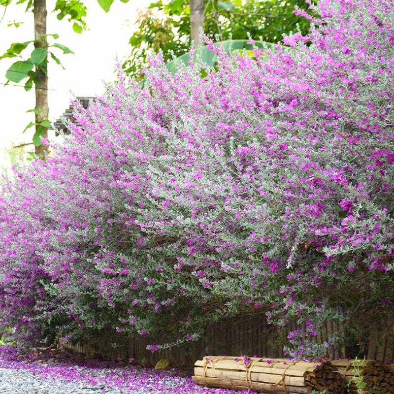 Texas Sage