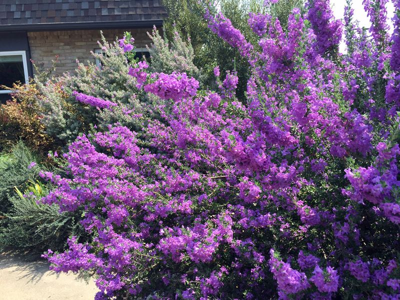Texas Sage Texas Sage