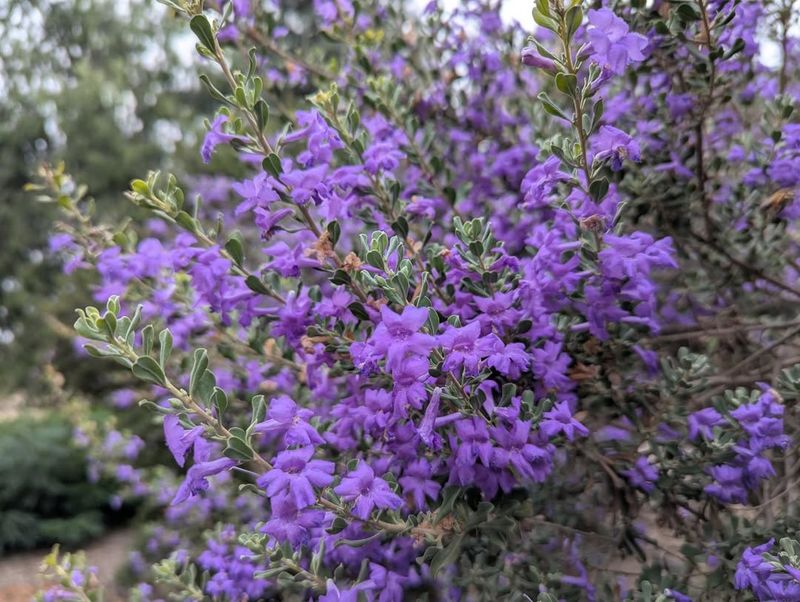 Texas Sage 