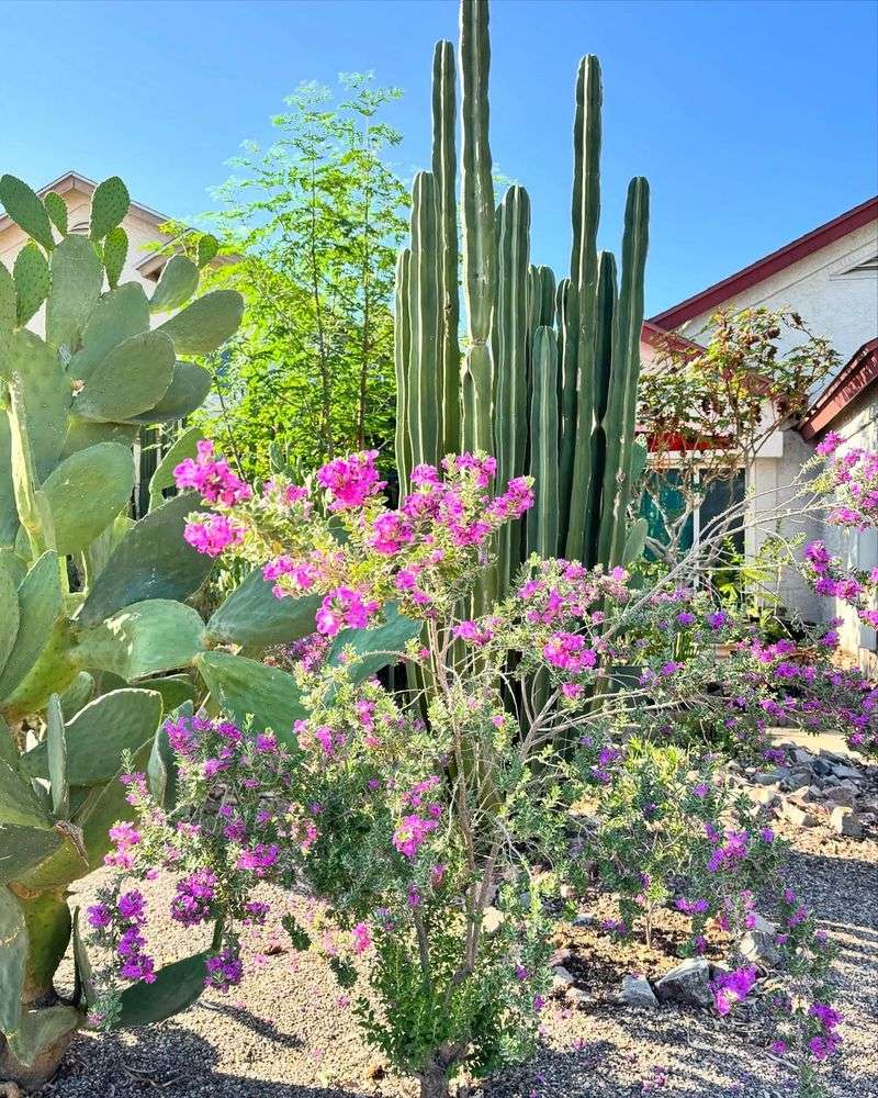 Texas Sage Adds Color After Summer Humidity