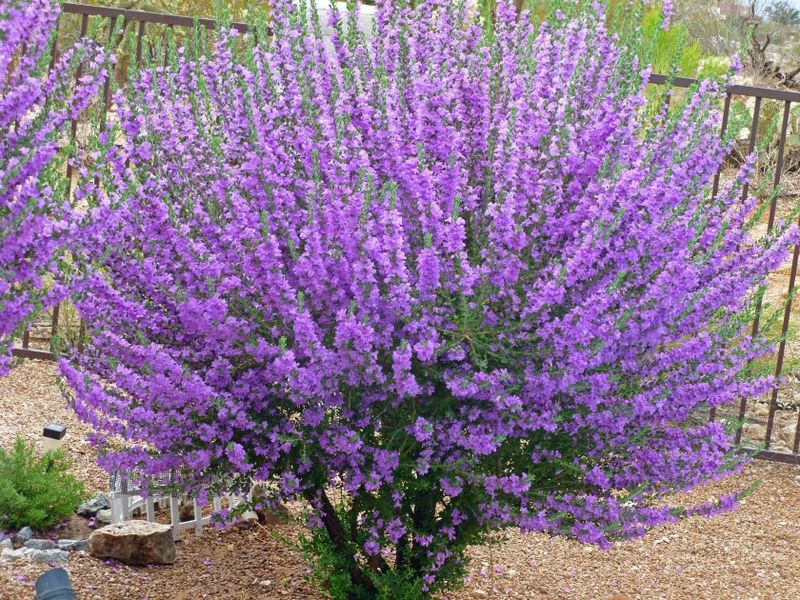 Texas Sage Brings Bold Color Without Lantana