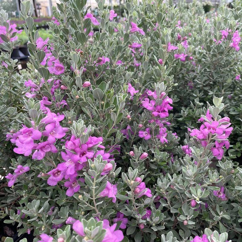 Texas Sage Handles Intense Heat With Ease