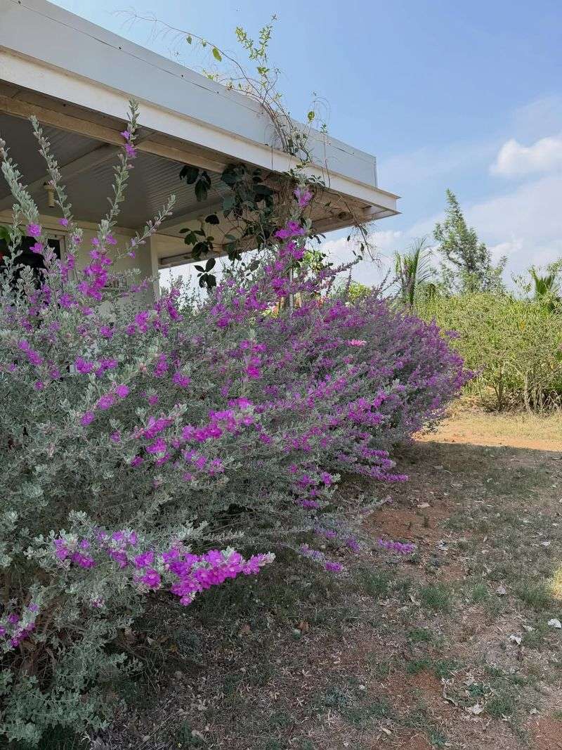 Texas Sage Is Replacing Indian Hawthorn In Texas Yards