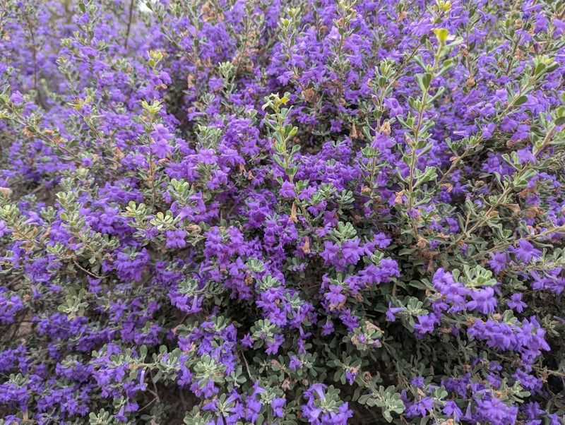 Texas Sage Keeps Its Silver Shape With Low Water