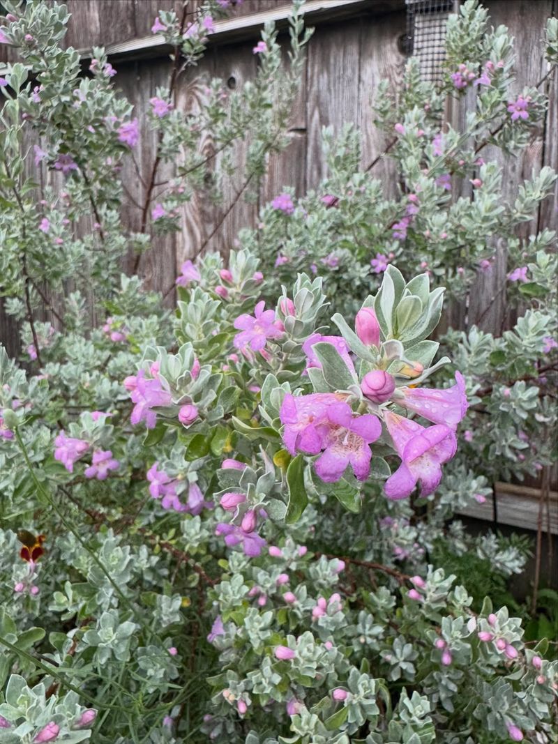 Texas Sage (Leucophyllum Frutescens)