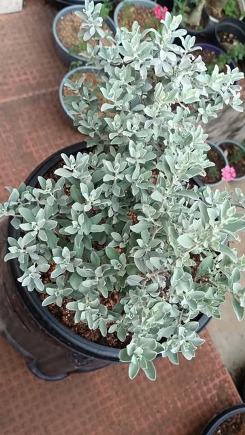 Texas Sage Thrives In Texas Heat And Drought