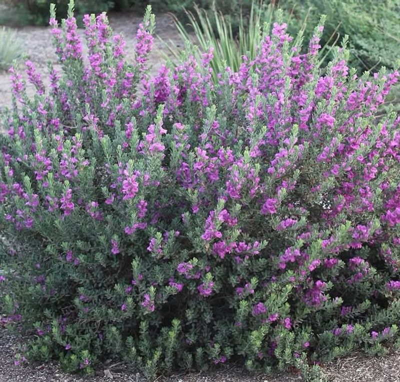 Texas Sage Thrives Through Long Periods Of Heat