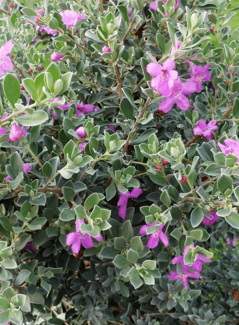 Texas Sage 