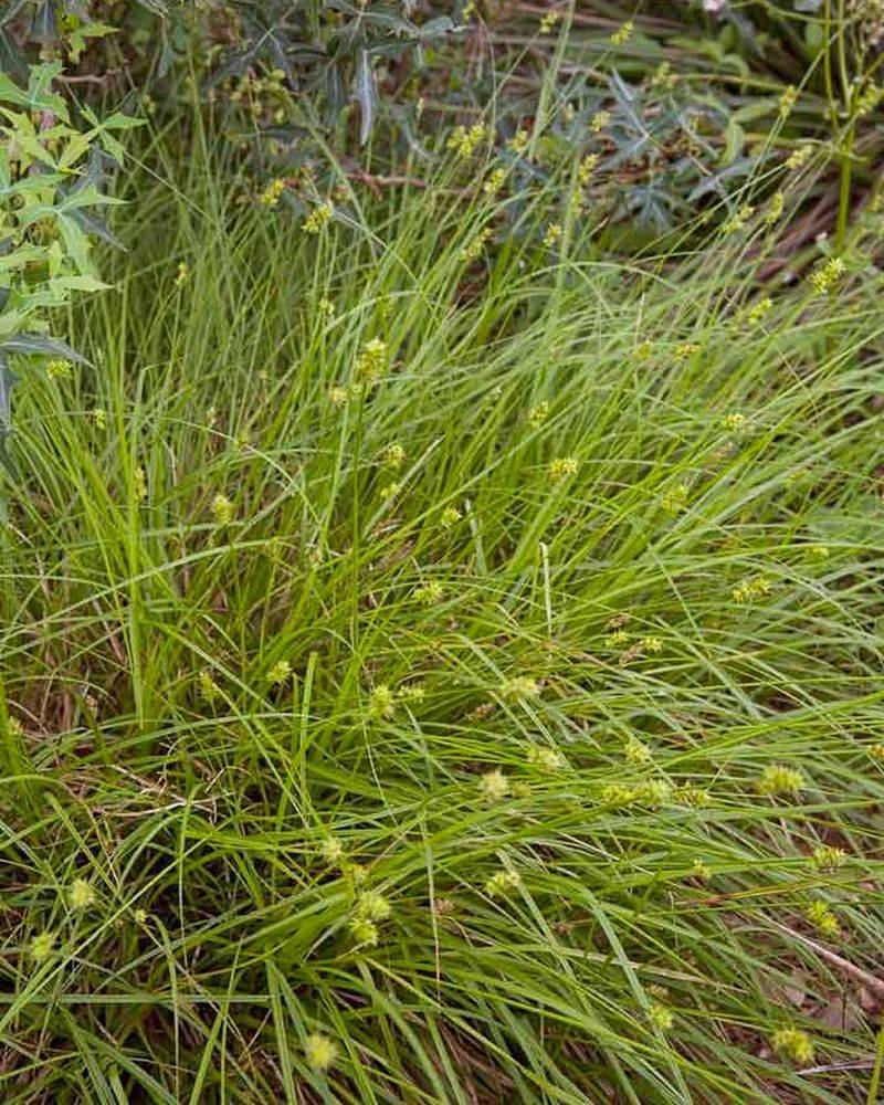 Texas Sedge Texas Sedge