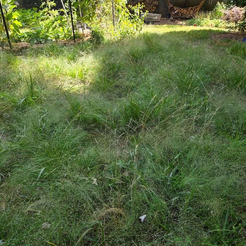 Texas Sedge Makes A Thick Carpet That Leaves Little Room For Unwanted Plants