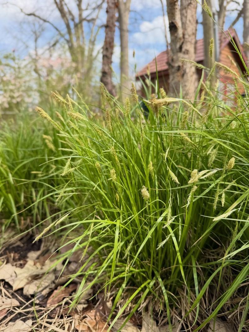 Texas Sedge