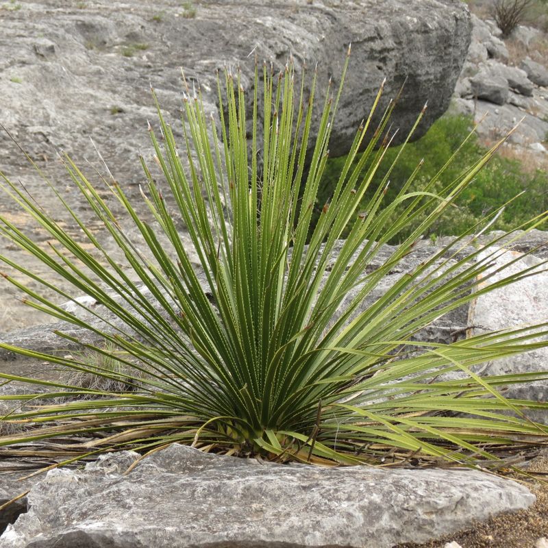 Texas Sotol For Spiky Deer-Resistant Texture Texas Sotol For Spiky Deer-Resistant Texture