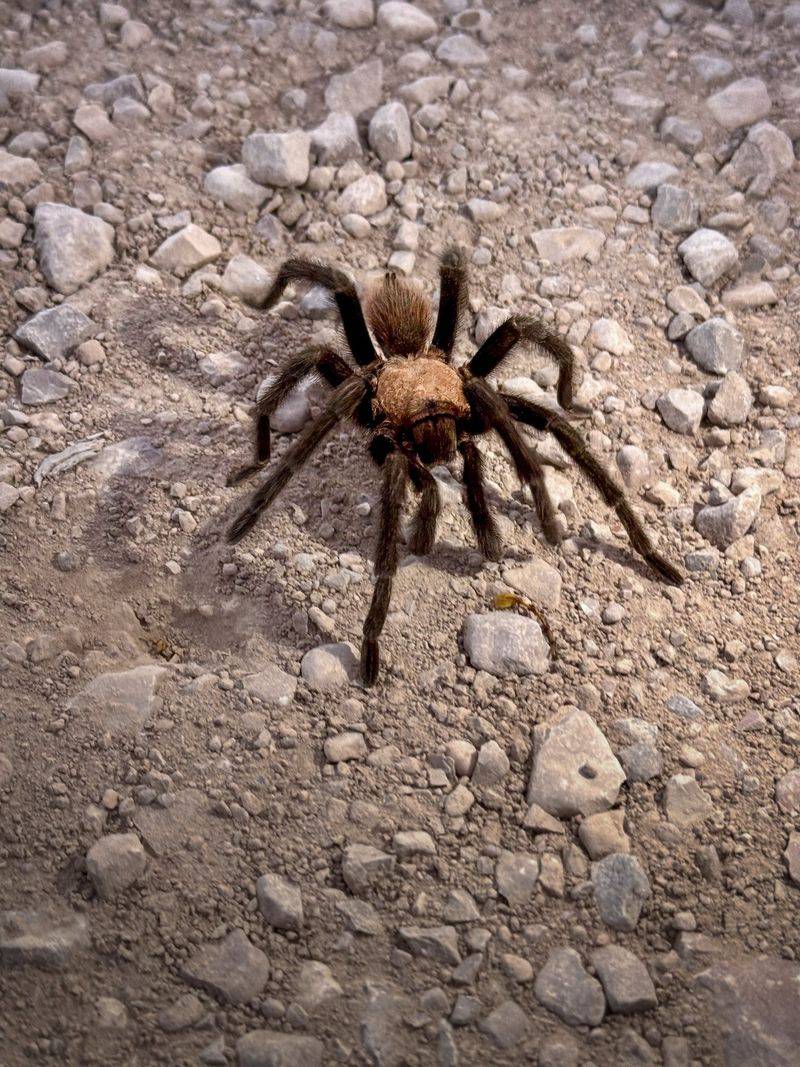 Texas Tarantulas Help Control Insects