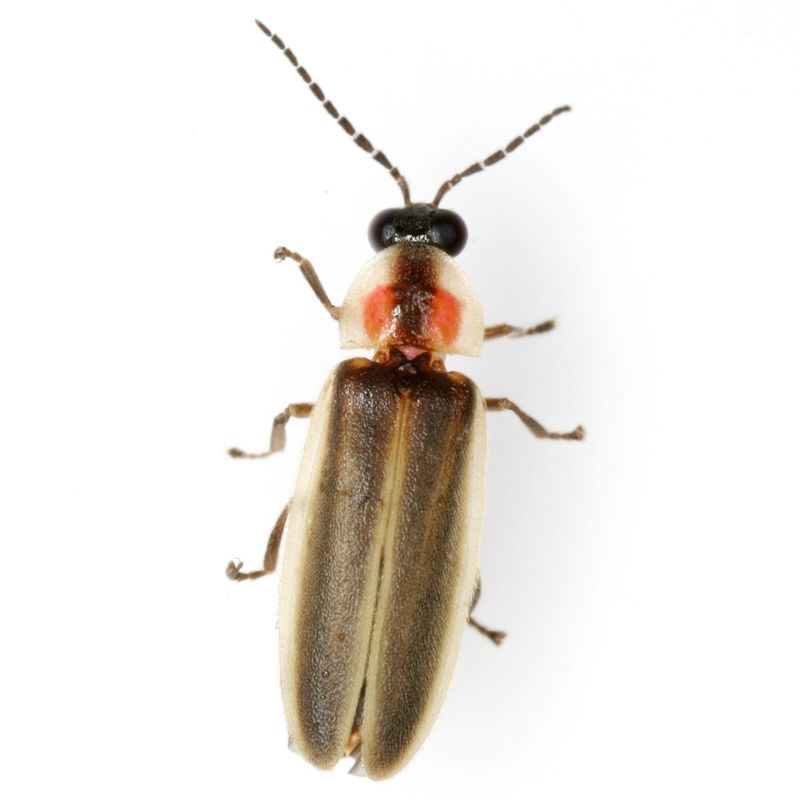 Texas Tinie Fireflies Favor Central And Southern Texas Texas Tinie Fireflies Favor Central And Southern Texas