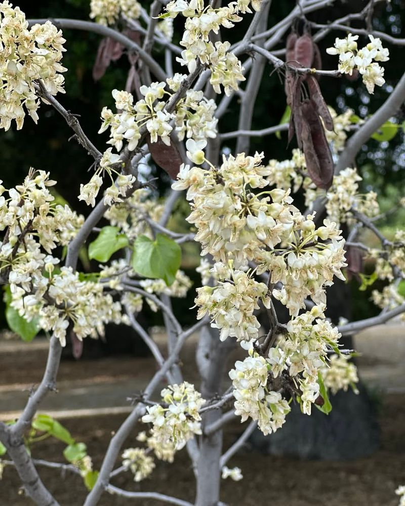 Texas White Redbud (Cercis Canadensis Var. Texensis 'Texas White')