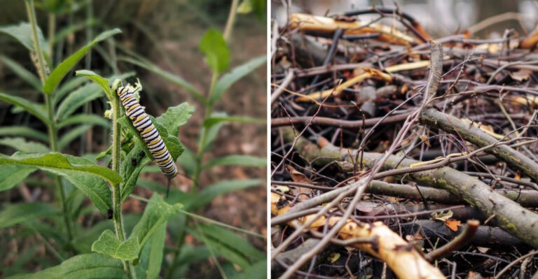 Texas Yard Habits That Attract More Beneficial Insects Without Any Chemicals