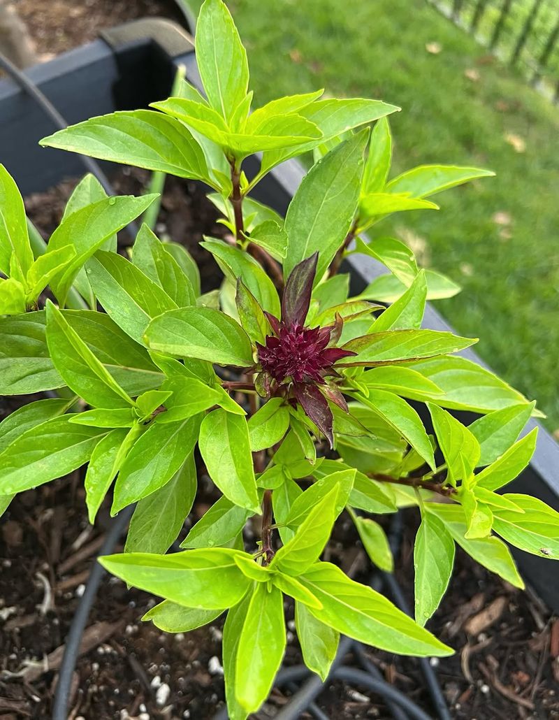Thai Basil Continues Producing Into Fall Thai Basil Continues Producing Into Fall
