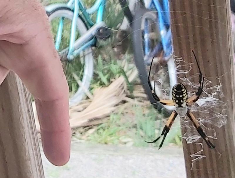 That Big Web Is A Natural Pest Trap