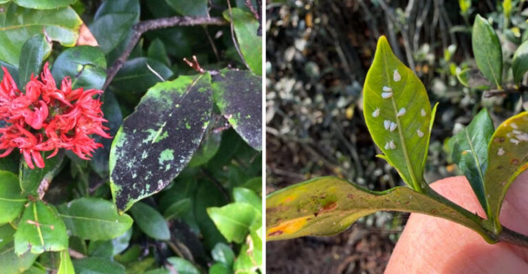 That Black Coating On Your Georgia Plants Is Not Dirt And Here Is What To Do About It