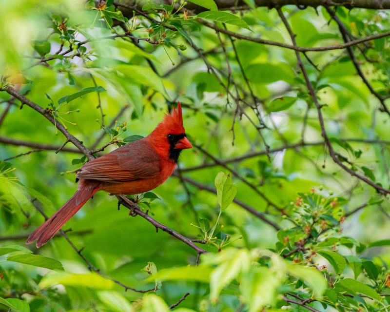 That Lingering Visitor May Be Nesting Closer Than You Think