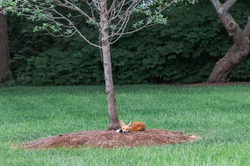 That Persimmon Tree May Be Why a Fox Keeps Coming Back